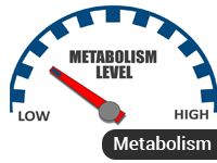 Metabolism
